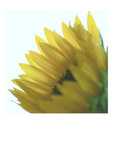 sunflower6