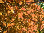 DSCF2713