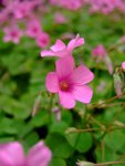 DSCF1265