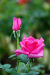 DSC_0399s