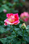DSC_0401s