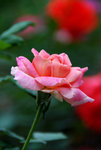 DSC_0414s