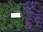 DSCF0266_wm