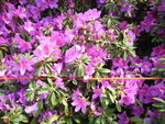 RIMG0051