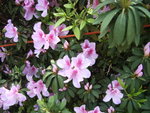 RIMG0054