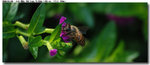 insect_001