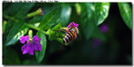 insect_002