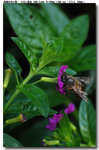 insect_003