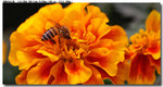 insect_004