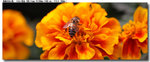 insect_005