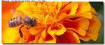 insect_006