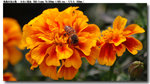 insect_008