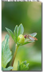 insect_009