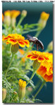 insect_010