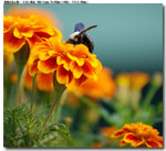 insect_011