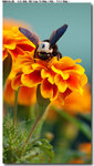 insect_012
