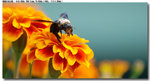 insect_013