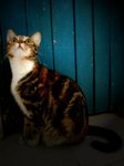 cat001