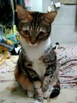 cat003