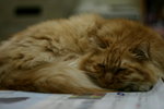 cat1