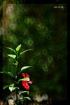 RS - DSC_2899
