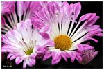 RESIZE - DSC_0820