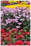 RESIZE - DSC_0825