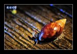 RS - DSC_4121