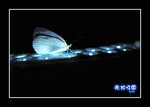 RS - DSC_4154A