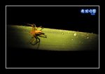 RS - DSC_4159A