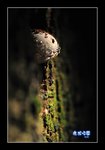 RS - DSC_4167