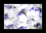 RS - DSC_1061