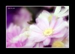 RS - DSC_1068