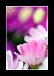 RS - DSC_1075