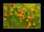 RS - DSC_1164