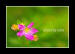 RS - DSC_1167