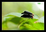 RS- DSC_4726