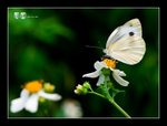 RS - DSC_4750