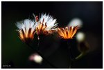 RS - DSC_1719