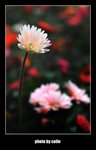 RS - DSC_3036