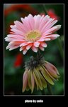 RS - DSC_3037