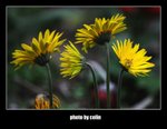 RS - DSC_3040