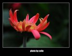 RS - DSC_3041