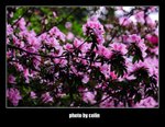 RS - DSC_3061
