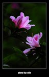RS - DSC_3065