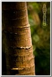RS - DSC_5590
