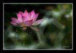 RS - DSC_4068