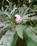 weird flowers 