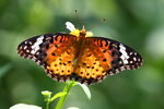 ���\�潺 IMG_0148 cf