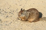 IMG_1796 cf